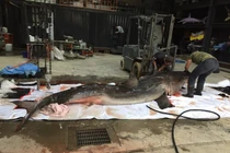 Mổ bụng cá mập trắng, xót xa với cảnh này bên trong