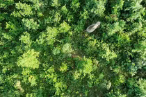 Hãi hùng voi "bin Laden" "khủng bố" cả ngôi làng gây chết người