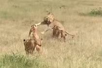 Sư tử đực giành mồi con cái và kết cục đắng lòng