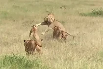 Sư tử đực giành mồi con cái và kết cục đắng lòng
