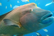 Top sinh vật bí hiểm nhất đại dương khiến khoa học bối rối