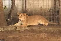 Choáng váng nuôi sư tử làm... chó giữ nhà