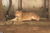 Choáng váng nuôi sư tử làm... chó giữ nhà