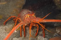 Quên tôm hùm đất đi, VN còn loài tôm thú vị như này