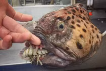 "Bắt gọn" loạt thủy quái biển sâu kinh dị ai xem cũng rùng mình