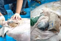 Xác cá đuối dạt bờ, lại sốc với sự thật bên trong