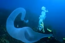 Kịch tính khoảnh khắc đối mặt với "quái vật biển" to lớn