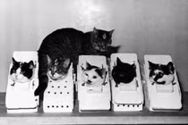 Điểm 4 phi hành gia động vật nổi tiếng thế giới