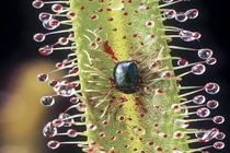 Soi chiêu thức "tử" của những loài cây đẹp ăn thịt động vật