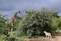 Hươu cao cổ bị thương đấu 6 sư tử và kết bất ngờ