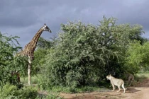 Hươu cao cổ bị thương đấu 6 sư tử và kết bất ngờ