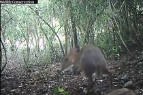 Cheo cheo lưng bạc vừa xuất hiện ở Việt Nam có gì thú vị?