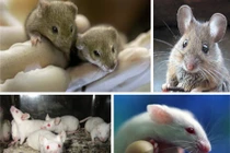 Lạ độc "quái chiêu" động vật bắt chước y hệt người