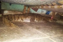 Hãi hùng cá sấu mang thai nằm dưới giường chờ sinh nở