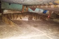 Hãi hùng cá sấu mang thai nằm dưới giường chờ sinh nở