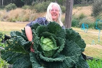 Trồng được bắp cải khổng lồ, có thể làm rau trộn 2 tuần
