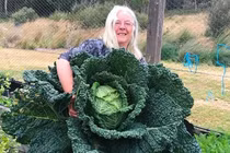 Trồng được bắp cải khổng lồ, có thể làm rau trộn 2 tuần