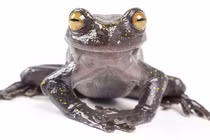 Loài ếch "phi thường" có móng vuốt kỳ lạ