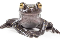 Loài ếch "phi thường" có móng vuốt kỳ lạ