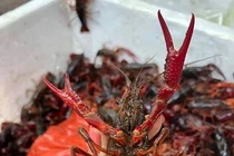 Tôm hùm đất nguy hại không, bị "xử" thế nào tại Mỹ?