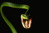 Vì sao "sát thủ độc" thành "thương hiệu" của loài rắn?