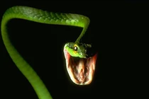 Vì sao "sát thủ độc" thành "thương hiệu" của loài rắn?