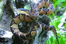 Những loài rắn nghe tên đã kinh khiếp, nhìn vào lại "mê mẩn"