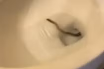 Thất kinh cảnh rắn thò đầu ra từ bồn cầu nhà vệ sinh