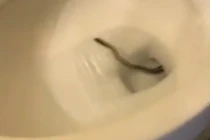 Thất kinh cảnh rắn thò đầu ra từ bồn cầu nhà vệ sinh