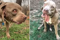Kỳ quặc chú chó có mồm mọc trong tai