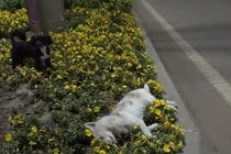 Bạn bị xe tông chết, chú chó nhất quyết làm điều "rưng rưng"