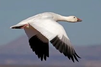 Động vật cực yêu là "cú sốc, thảm họa" với môi trường