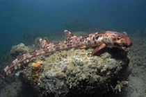 Điều ít ai hay về cá mập "đi bộ" dưới đại dương