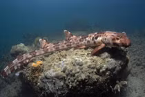 Điều ít ai hay về cá mập "đi bộ" dưới đại dương