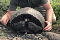 Loài rùa "ngỡ tuyệt chủng" trong 113 năm vừa thấy, có gì đặc biệt?