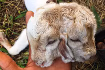 Dân ùn ùn đến xem dê con 2 đầu ở Vĩnh Long