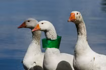 Loạt ảnh ai cũng ám ảnh về ô nhiễm môi trường (P2)