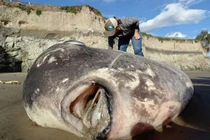 Phát hiện "thủy quái" như ngoài hành tinh mắc cạn bờ biển