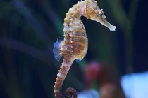 Những động vật cả đời chung thủy với một bạn tình