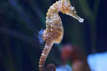 Những động vật cả đời chung thủy với một bạn tình