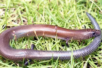 "Điểm" loạt bò sát kỳ thú nhất Việt Nam