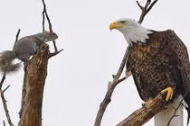 Sóc nhỏ bé đương đầu sát thủ đại bàng đầu trắng 