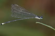 Loài chuồn chuồn kim mới ở Gia Lai có gì thú vị?