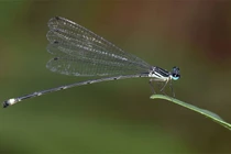 Loài chuồn chuồn kim mới ở Gia Lai có gì thú vị?