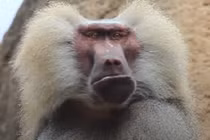 Khỉ đầu chó tung “vũ khí” khiến đối thủ kinh hồn bạt vía