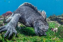 Gương mặt đáng sợ "quái vật" Gozilla của biển cả