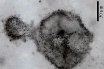 Sửng sốt bí ẩn "lộ" từ hoá thạch vi khuẩn 2,5 tỷ tuổi