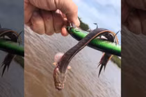 Ngư dân "choáng" phát hiện sinh vật "dị" không mắt, răng sắc nhọn 