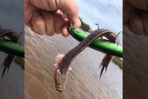 Ngư dân "choáng" phát hiện sinh vật "dị" không mắt, răng sắc nhọn 