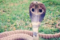 Hổ mang chúa đuổi theo người lái xe máy suốt 2km để trả thù